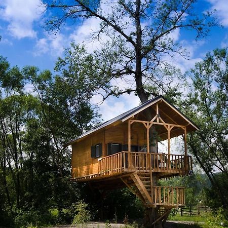Cuibul Vulturilor - Casuta In Copac Villa มุยเซ ภายนอก รูปภาพ